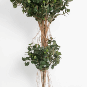 Konstväxt Ficus Panda