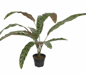Konstväxt Calathea 45 cm
