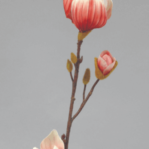 Konstväxt Magnoliakvist